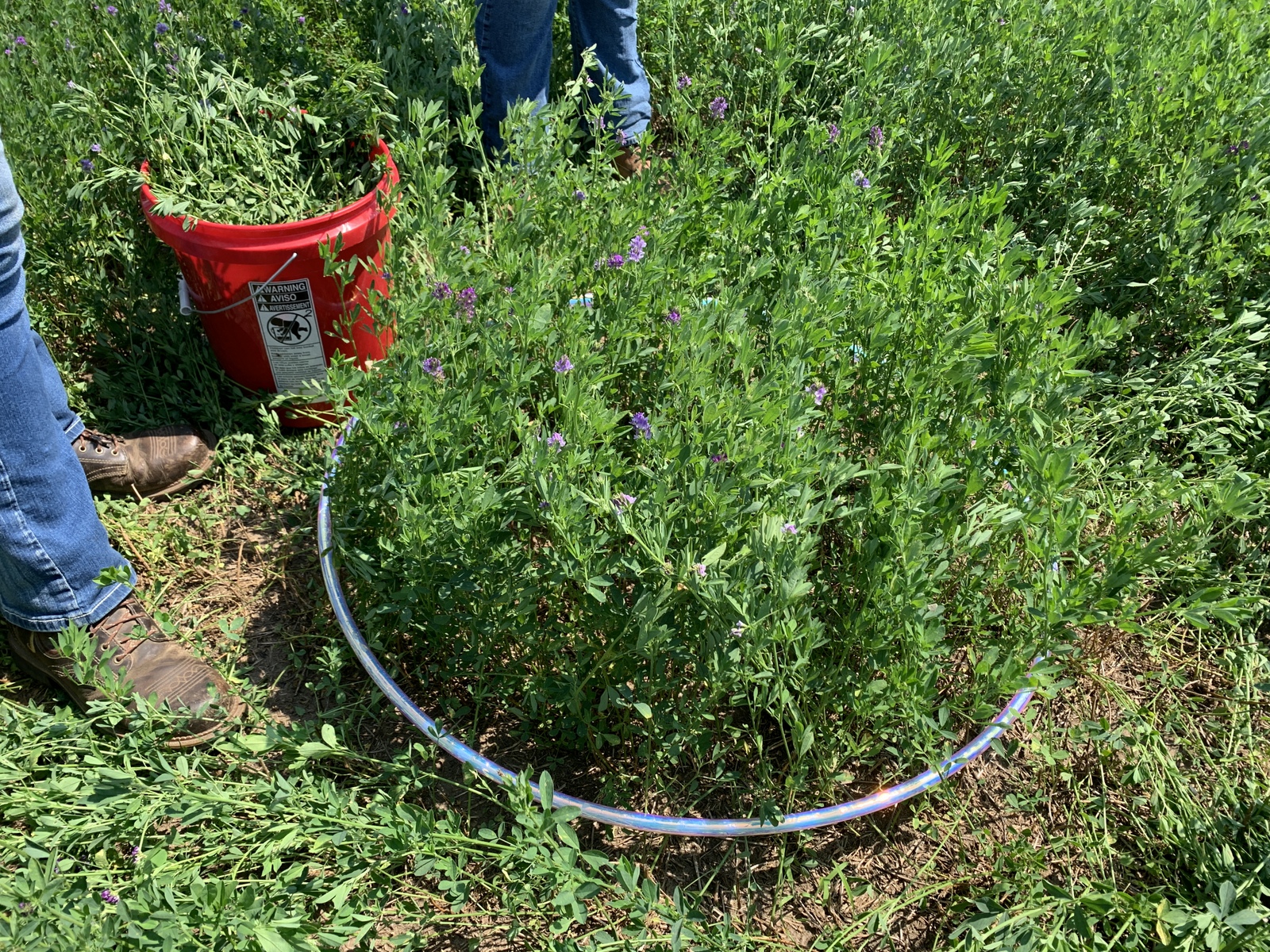 An alfalfa plot sub-samples for yield and tissue sampling.  The Hula Hoop is an accepted method.