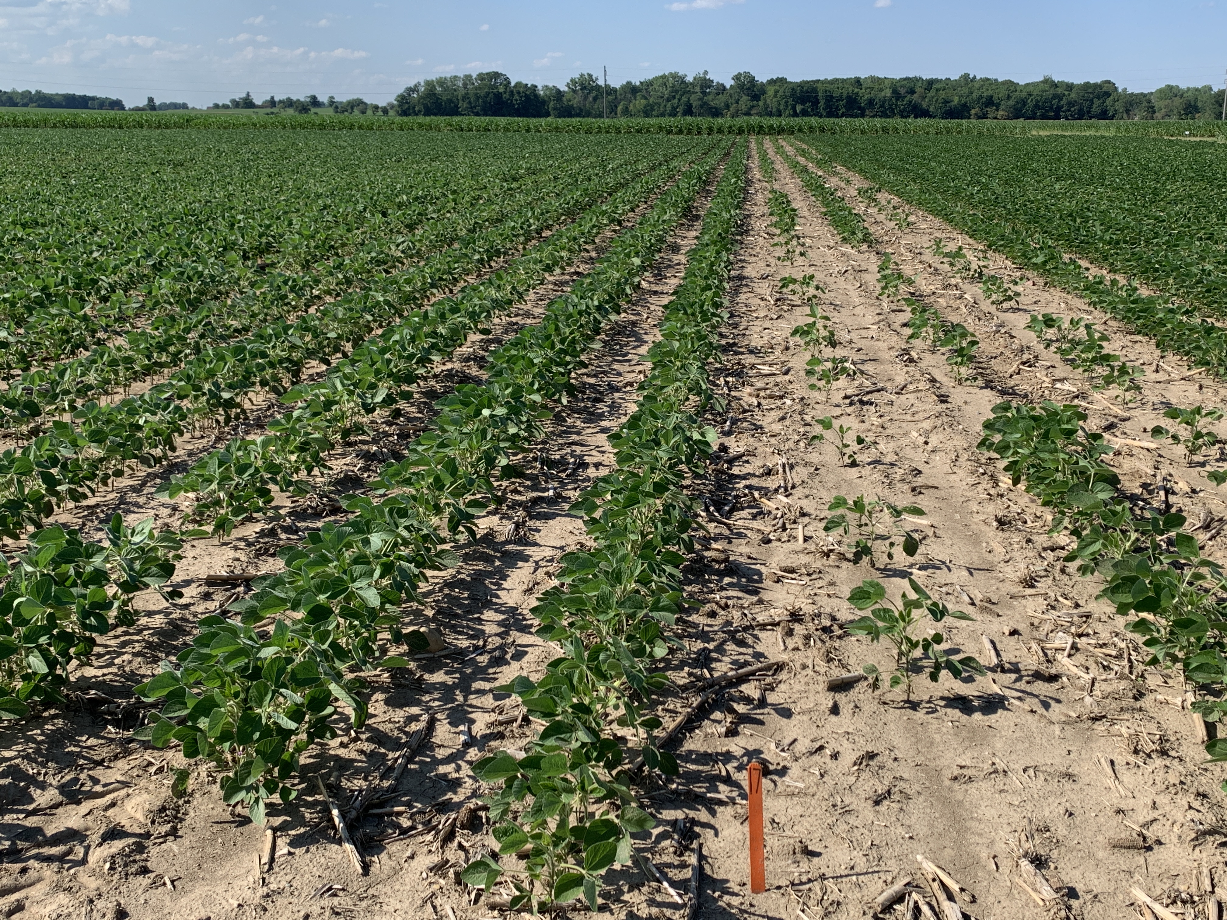 Plot research can compare treatment effects on soybean seed germination.
