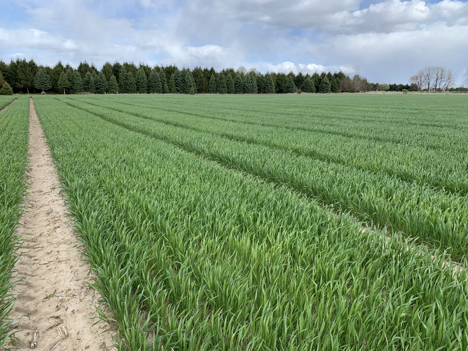 Winter wheat plots with tram-lines for applications without driving on the crop.