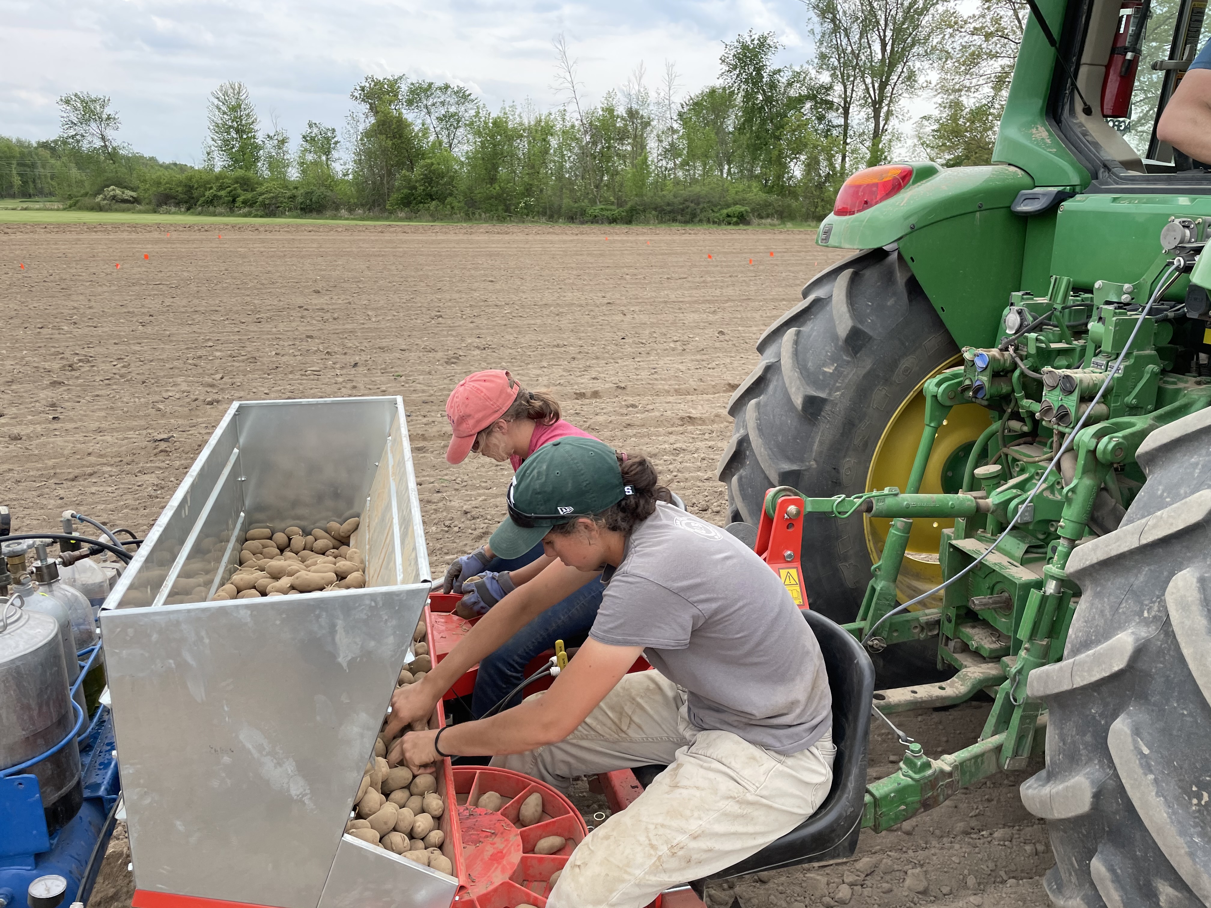 Planting two rows of a potato plot with treatment containers at the back.